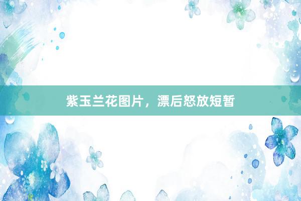 紫玉兰花图片，漂后怒放短暂